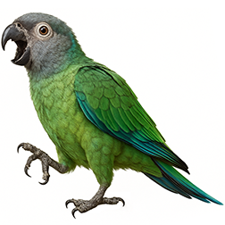 Dusky-headed Parakeet